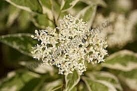 Svída bílý Elegantissima (Nejelegantnější) 30/50 cm, v květináči Cornus alba Elegantissima